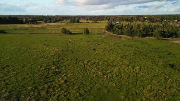 Panorama Panorama General Drone Horse Field Brandenburg Havelland Alemania Atardecer — Vídeo de stock