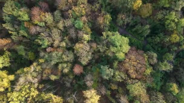 Verticale Uccelli Occhio Drone Mattina Alba Foresta Berlin Autunno Ottobre — Video Stock