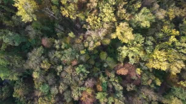 Madarak Kilátás Drón Reggeli Napfelkelte Erdő Felett Berlin Ősz Október — Stock videók