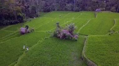 2017 yazında Bali Ricefield 'ın kuş bakışı dronu. HD SinematikName