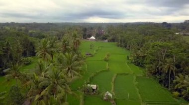 2017 yazında Bali Ricefield 'ın ters uçağını uçurun. HD SinematikName