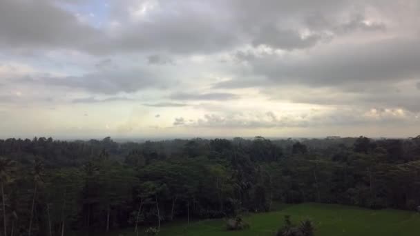 2017 Yazında Bali Ricefield Sına Sinek Saldırısı Sinematikname — Stok video