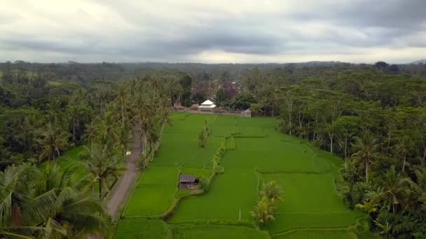 Panorama Overview Drone Bali Ricefield Daytime Summer 2017 Cinematic — Vídeos de Stock