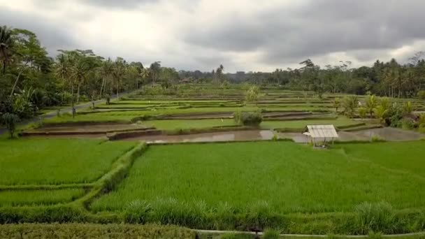 2017 Yazında Bali Ricefield Insansız Hava Aracını Indir Sinematikname — Stok video