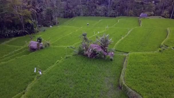 2017 Yazında Bali Ricefield Kuş Bakışı Dronu Sinematikname — Stok video