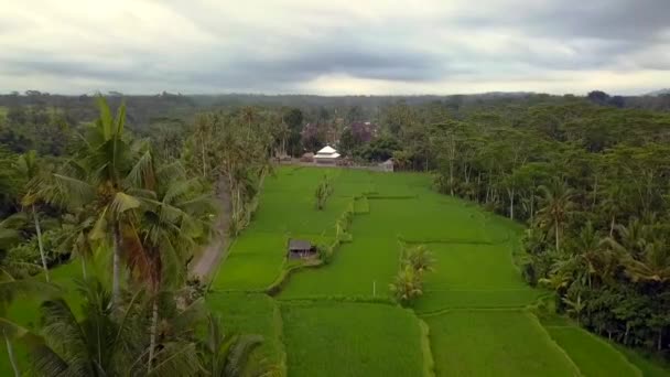 Fly Reverse Drone Bali Ricefield Estate 2017 Cinematografico — Video Stock