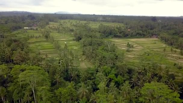 2017 Yazında Bali Riccefield Panorama Genel Bakış Insansız Hava Aracı — Stok video