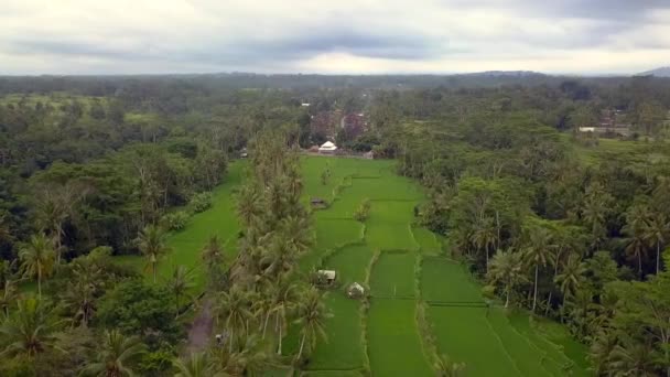 Pull Back Drone Bali Ricefield Daytime Summer 2017 Cinematic — Vídeos de Stock