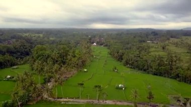 2017 yazında Bali Ricefield 'ın İHA' sına sinek saldırısı. HD SinematikName