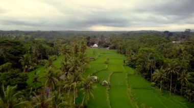 2017 yazında Bali Ricefield 'ın insansız hava aracını getirin. HD SinematikName