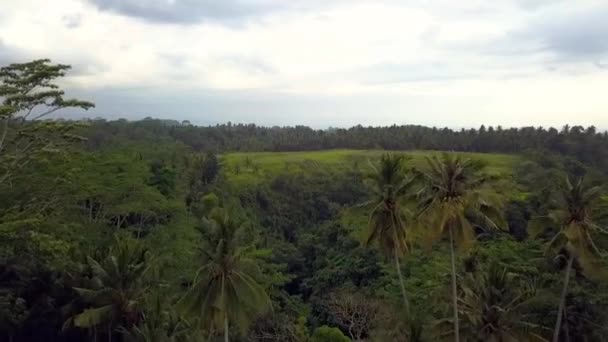 Átrepülős Drónfelvételek Bali Ricefieldről Nappal 2017 Nyarán Mozi — Stock videók