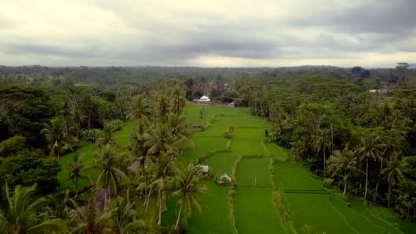 2017 Yazında Bali Ricefield Insansız Hava Aracını Getirin Sinematikname — Stok video