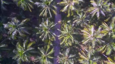 vertical birds eye view drone ko kut Palm tree Street thailand, day 2022. 4k marnitz Cinematic