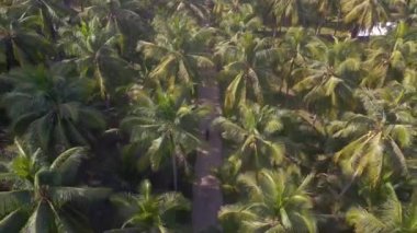 İHA 'nın tepeden aşağı görüntüsü ko kut Palm Sokağı Tayland, 2022. Gün. 4k marnitz Sinema