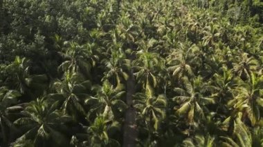 pursuit flight drone ko kut Palm tree Street thailand, day 2022. 4k marnitz Cinematic