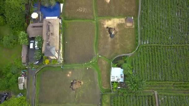 Tilt Drone Bamboo Hut Resort Hotel Blue Swimmingpool Bali Ubud — Video