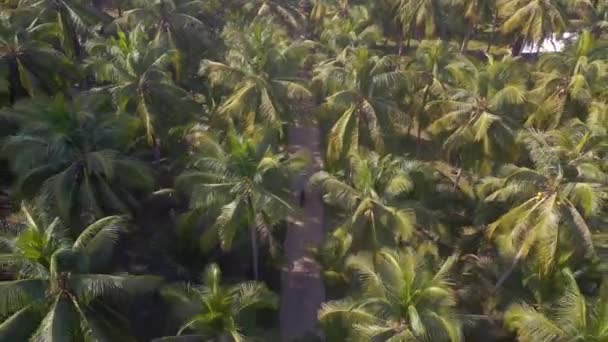 Drone Top View Kut Palm Tree Street Thailand Day 2022 — Stockvideo