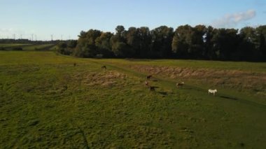wide orbit overview drone of horses pasture field brandenburg havelland Germany at summer sunset 2022. High Quality 4k Cinematic footage