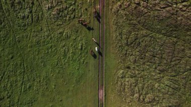 vertical birds eye view drone of horses pasture field brandenburg havelland Germany at summer sunset 2022. High Quality 4k Cinematic footage