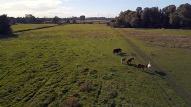 panorama overview drone of horses pasture field brandenburg havelland Germany at summer sunset 2022. High Quality 4k Cinematic footage