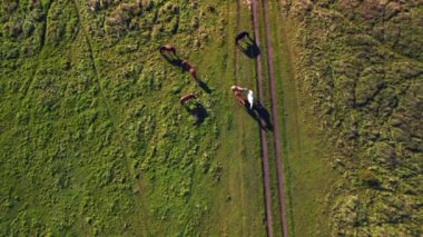 vertical birds eye view drone of horses pasture field brandenburg havelland Germany at summer sunset 2022. High Quality 4k Cinematic footage