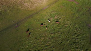 drone top down view of horses pasture field brandenburg havelland Germany at summer sunset 2022. High Quality 4k Cinematic footage