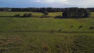 wide orbit overview drone of horses pasture field brandenburg havelland Germany at summer sunset 2022. High Quality 4k Cinematic footage