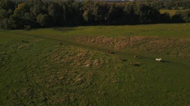 wide orbit overview drone of horses pasture field brandenburg havelland Germany at summer sunset 2022. High Quality 4k Cinematic footage