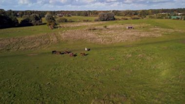 panorama orbit drone of horses pasture field brandenburg havelland Germany at summer sunset 2022. High Quality 4k Cinematic footage
