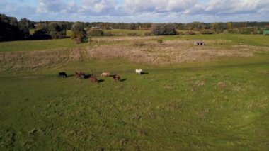 wide orbit overview drone of horses pasture field brandenburg havelland Germany at summer sunset 2022. High Quality 4k Cinematic footage