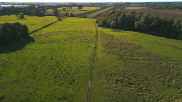 Drone Shot Footage Horses Pasture Field Brandenburg Havelland Germany Summer — Stock Video