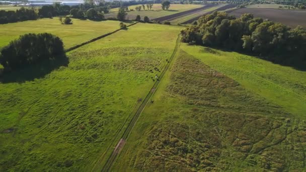 Wide Orbit Overview Drone Horses Pasture Field Brandenburg Havelland Germany — Stock Video