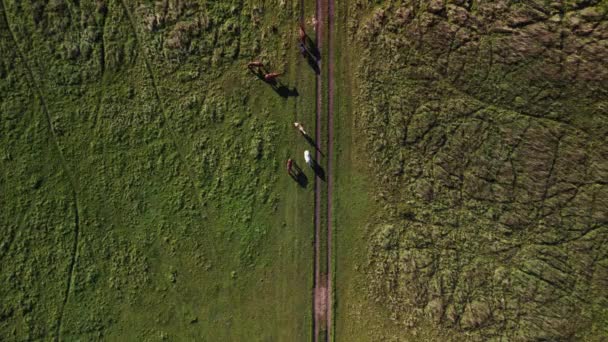Vertical Birds Eye View Drone Horses Pasture Field Brandenburg Havelland — Vídeo de stock