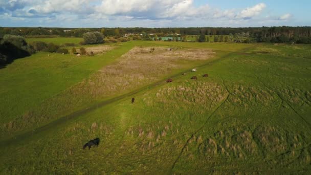 Panorama Overview Drone Horses Pasture Field Brandenburg Havelland Germany Summer — Vídeo de stock