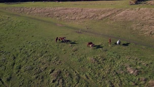 Panorama Orbit Drone Horses Pasture Field Brandenburg Havelland Germany Summer — Stock videók