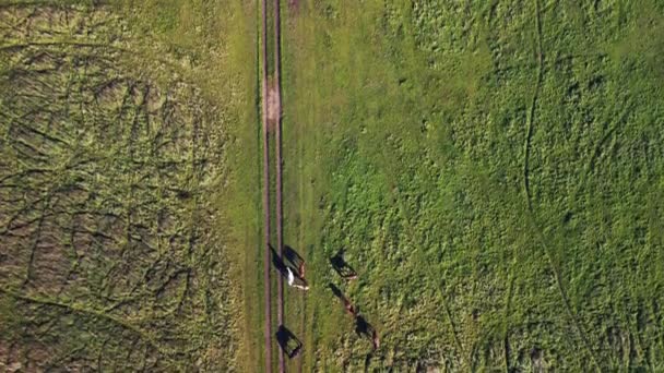 Vertical Birds Eye View Drone Horses Pasture Field Brandenburg Havelland — Video