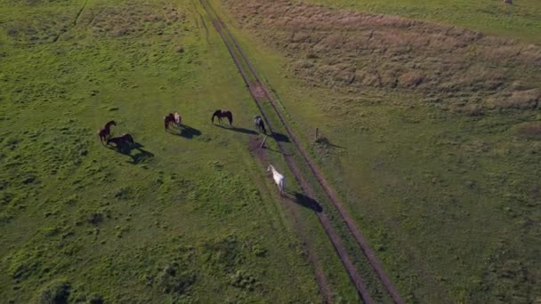 Pull Back Drone Horses Pasture Field Brandenburg Havelland Germany Summer — стоковое видео
