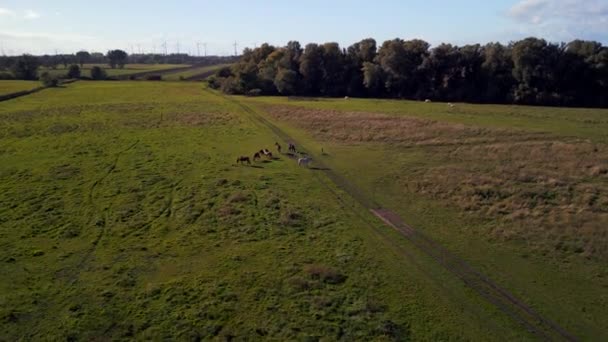 Pull Drone Horses Pasture Field Brandenburg Havelland Germany Summer Sunset — ストック動画