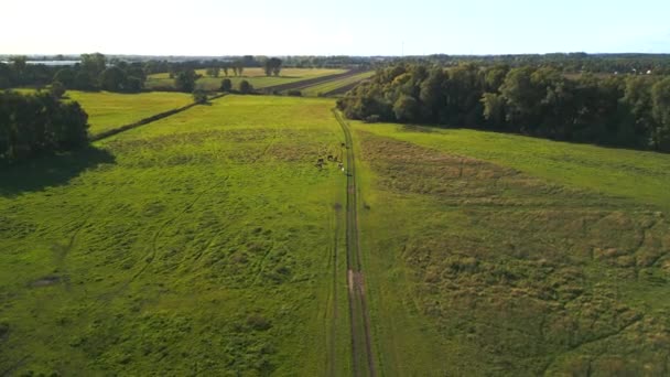 Descending Drone Horses Pasture Field Brandenburg Havelland Germany Summer Sunset — Stok video