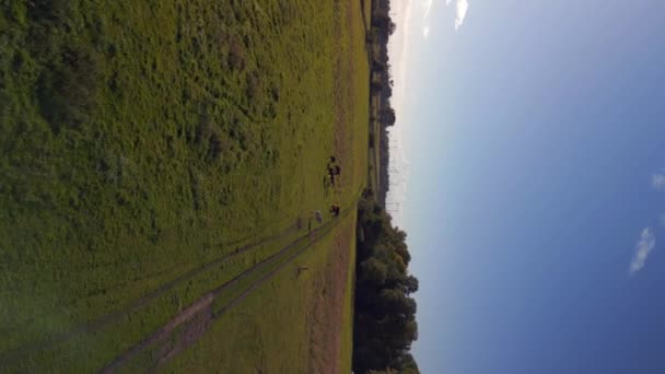 Vertical Birds Eye View Drone Horses Pasture Field Brandenburg Havelland — Wideo stockowe