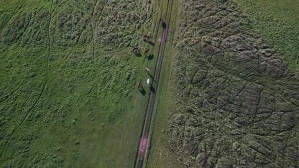 Tracking Shot Drone Horses Pasture Field Brandenburg Havelland Germany Summer — Αρχείο Βίντεο