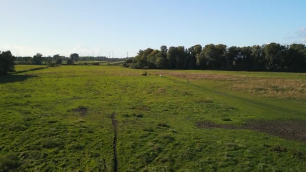 Horses Pasture Field Brandenburg Havelland Germany Summer Sunset 2022 High — Wideo stockowe