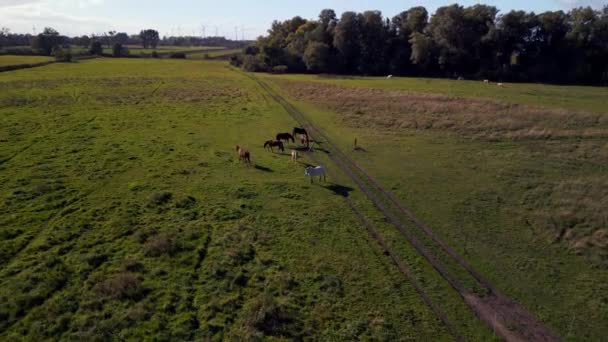 Panorama Orbit Drone Horses Pasture Field Brandenburg Havelland Germany Summer — Wideo stockowe