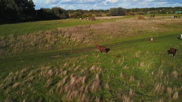 Panorama Orbit Drone Horses Pasture Field Brandenburg Havelland Germany Summer — стоковое видео