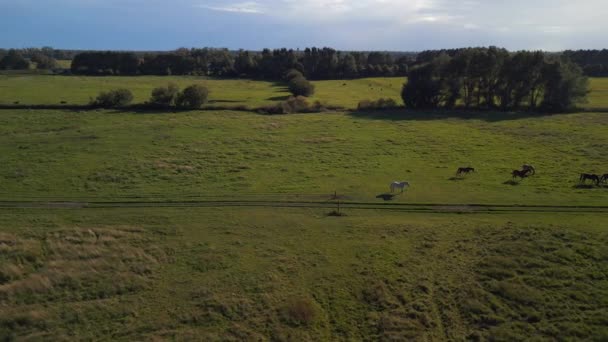 Wide Orbit Overview Drone Horses Pasture Field Brandenburg Havelland Germany — стоковое видео