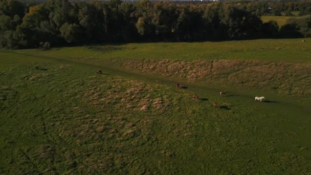 Wide Orbit Overview Drone Horses Pasture Field Brandenburg Havelland Germany — стоковое видео