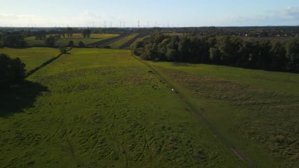 Panorama Overview Drone Horses Pasture Field Brandenburg Havelland Germany Summer — стоковое видео