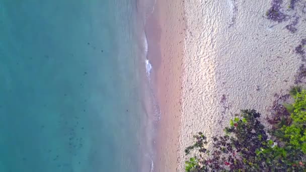 Aves Verticais Vista Para Olhos Drone Branco Areia Praia Koh — Vídeo de Stock