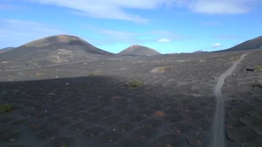 descending drone over black volcano ash in Vineyards, Lanzarote Canary Islands Spain, sunny day 2023. High Quality 4k Cinematic footage 