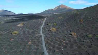 descending drone black volcano ash in Vineyards, Lanzarote Canary Islands Spain, sunny day 2023. High Quality 4k Cinematic footage 